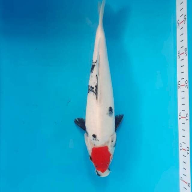 Tancho showa 28 cm 