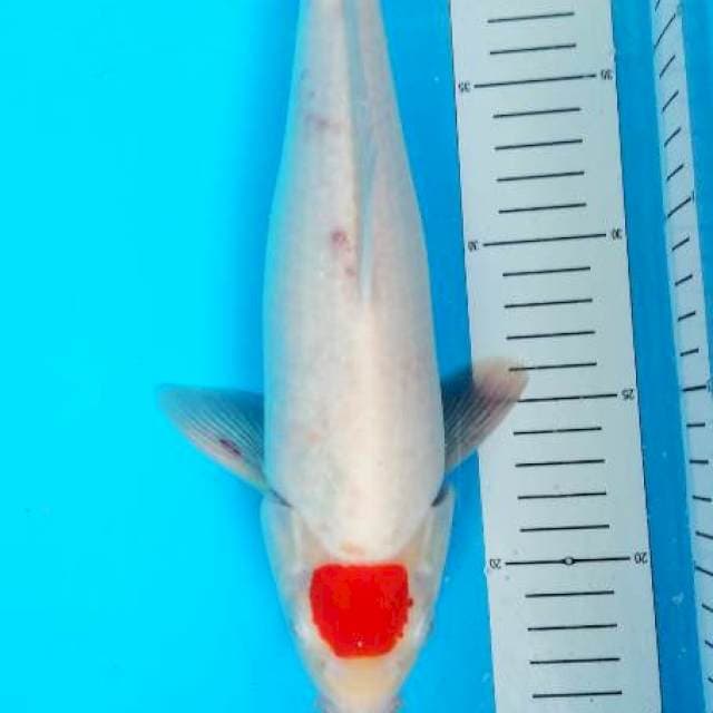 tancho 33 cm