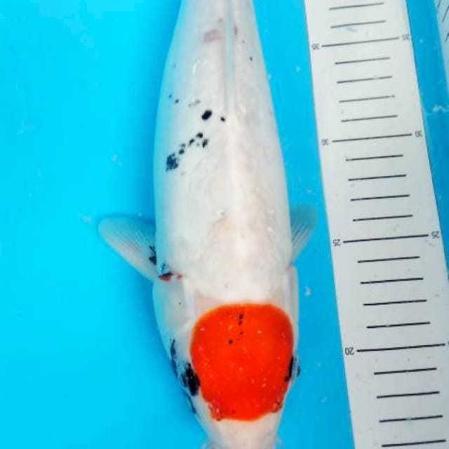 tancho 34 cm