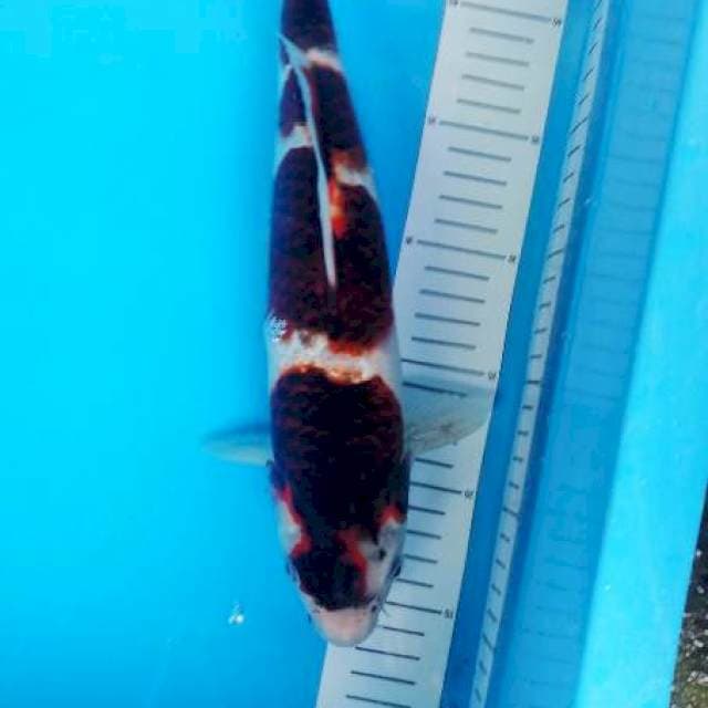goromo 34 cm