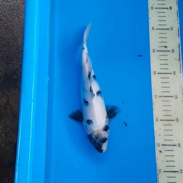 Shiro 28cm