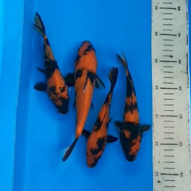 Utsuri 16-23cm 4 ekor