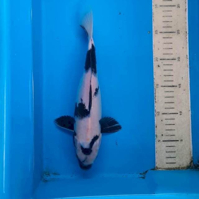 Shiro 29cm