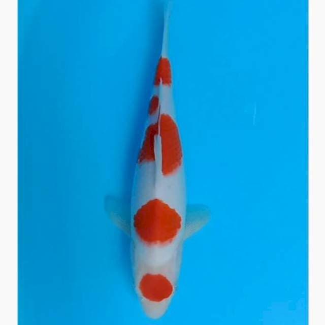 Maruten kohaku