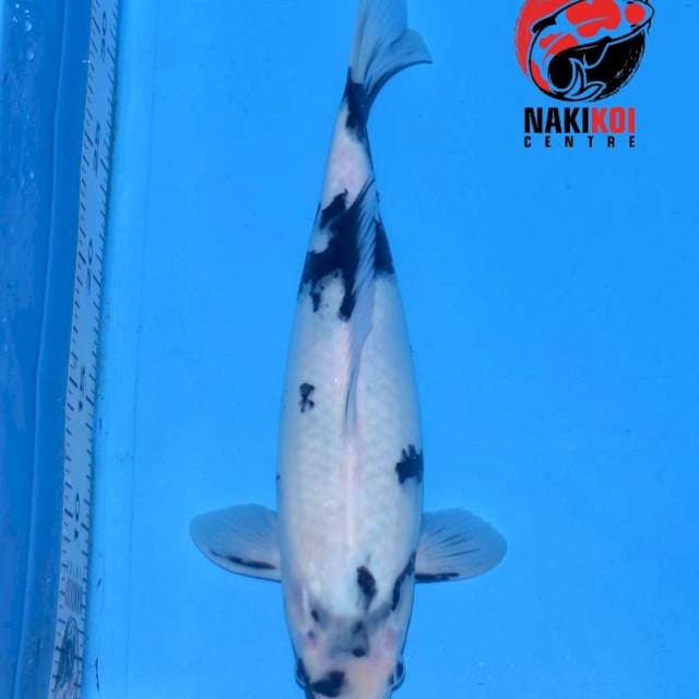 Tategoi Shiro Utsuri Calon Jooss,..