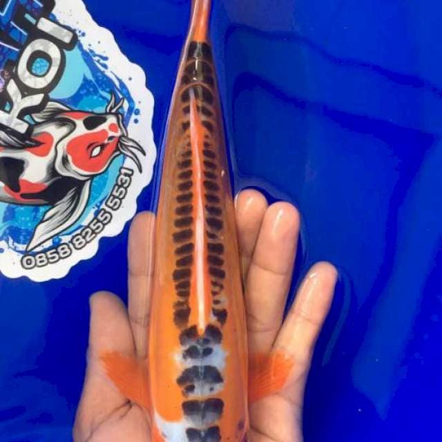 Shusui 25cm