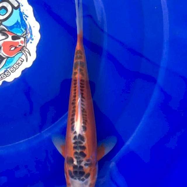 Shusui 24cm