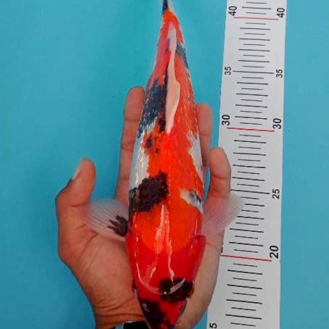 Jondit 1~ Showa Ginrin 29cm
