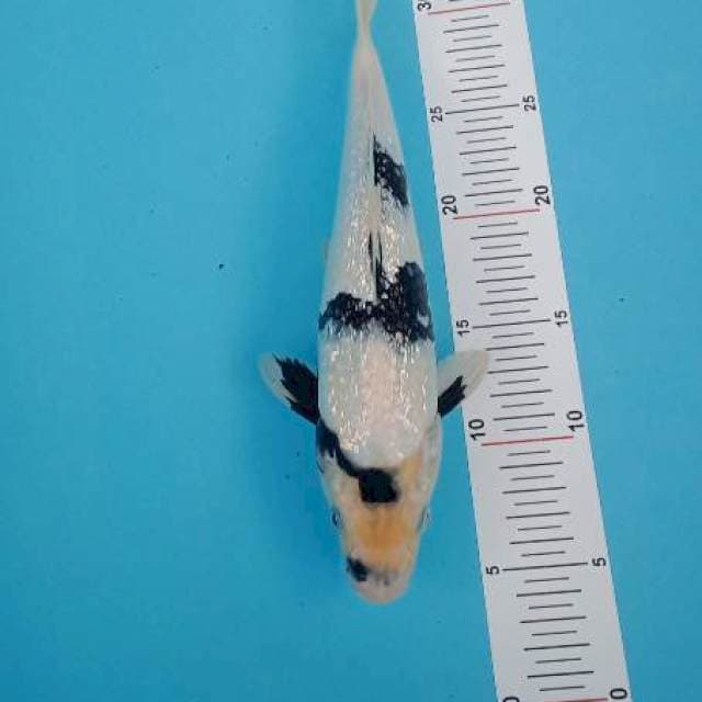 Jondit 4~ Shiro Ginrin 28cm
