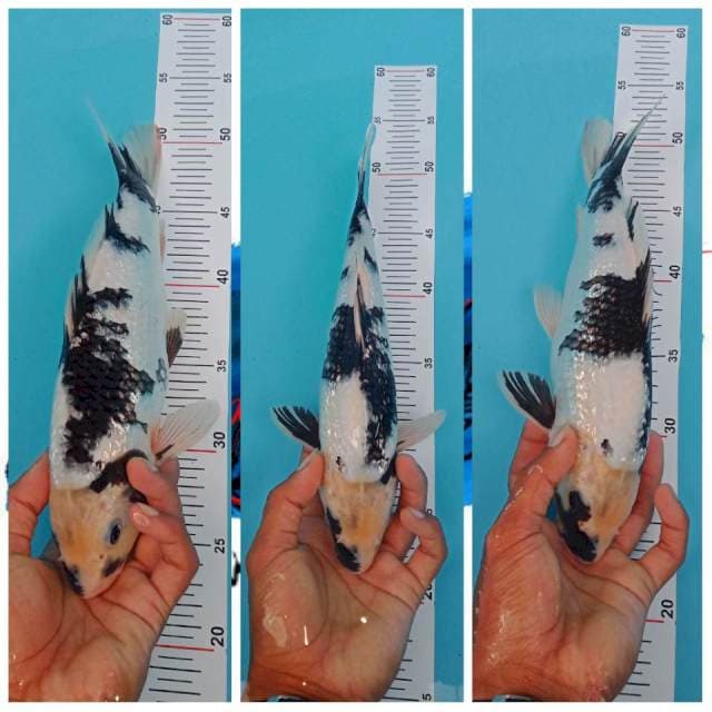 Jondit 5~ Shiro Ginrin 30cm