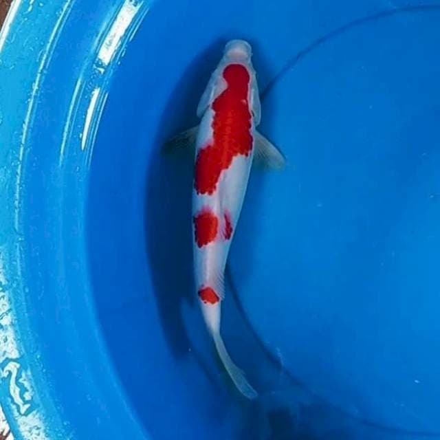 Kohaku red