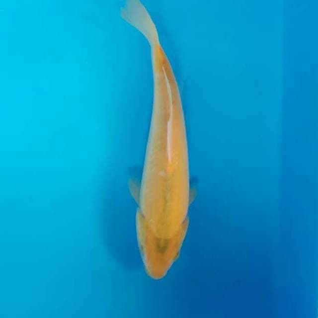 Karashi lemon 25 cm