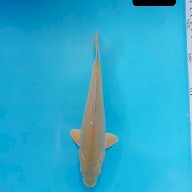 Karamel 22 cm 