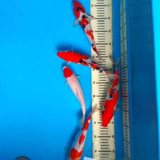 Mix koi 5 ekor