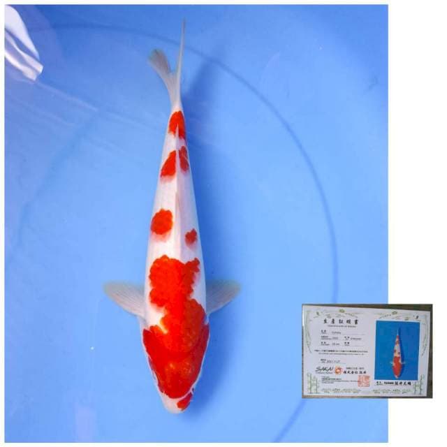 Sakai kohaku 30cm