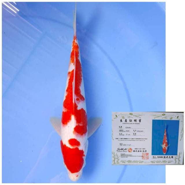 Sakai Kohaku 30cm