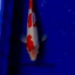 Kohaku