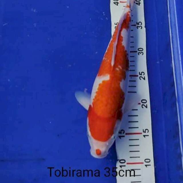Kohaku 