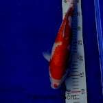 Kohaku 