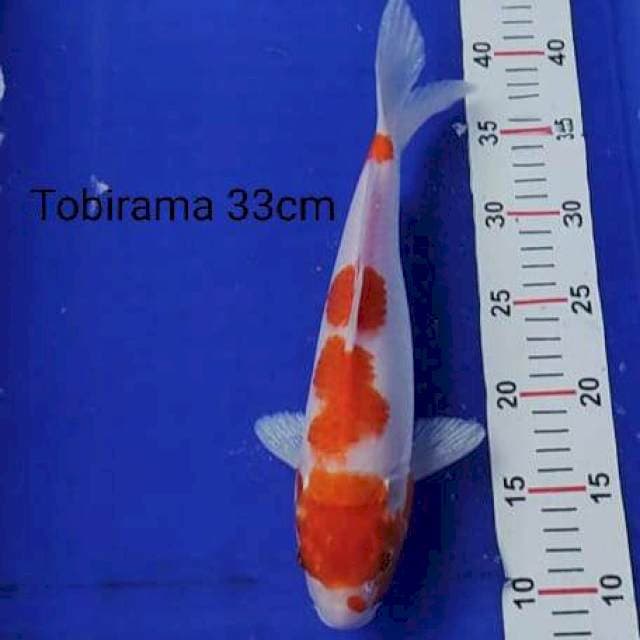 Kohaku