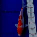 Kohaku 