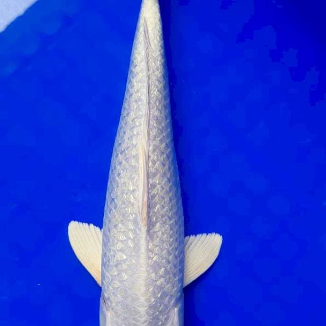 Platinum ginrin 33 cm