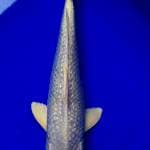 Platinum ginrin 33 cm 