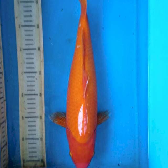 Aka hajiro 39cm female