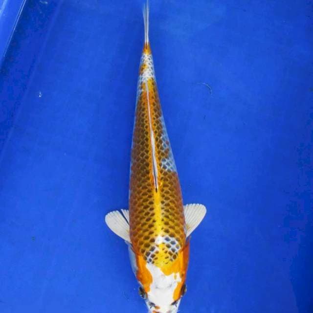 Kujaku 35bu