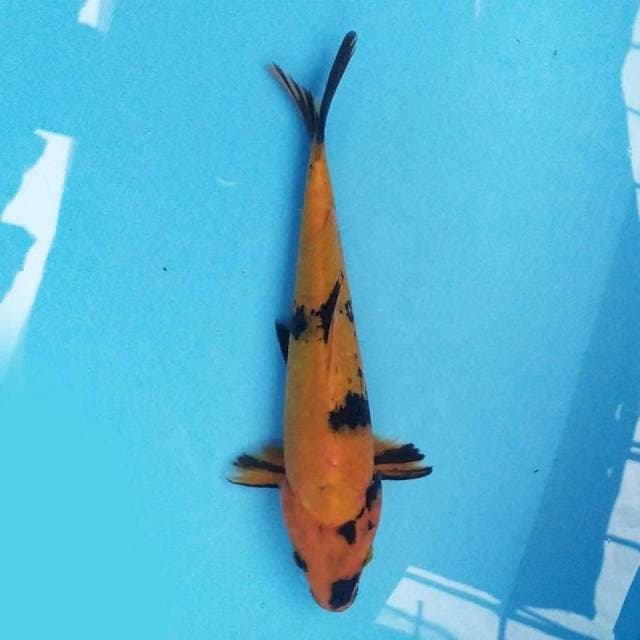 Utsuri F1 24 cm