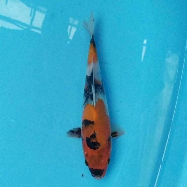 Showa F1 24 cm