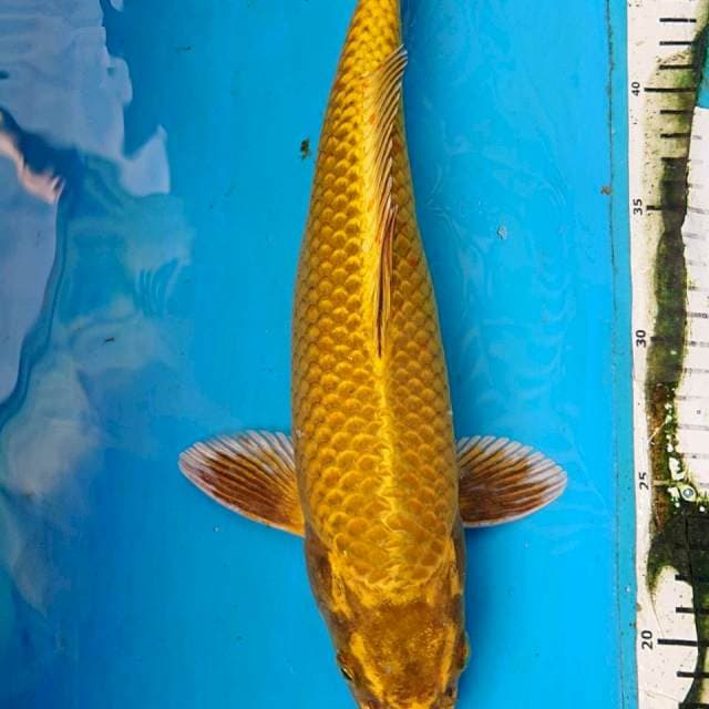 MUKASHI 33 cm