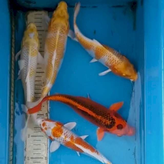 Paket 25-27cm