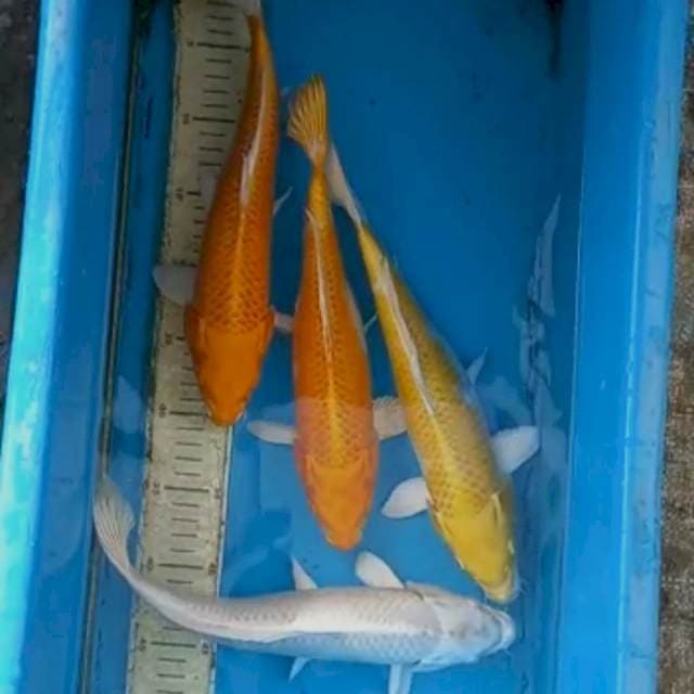 Paket 30-32cm