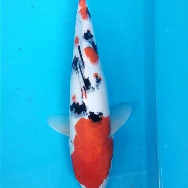 Sanke 30 cm