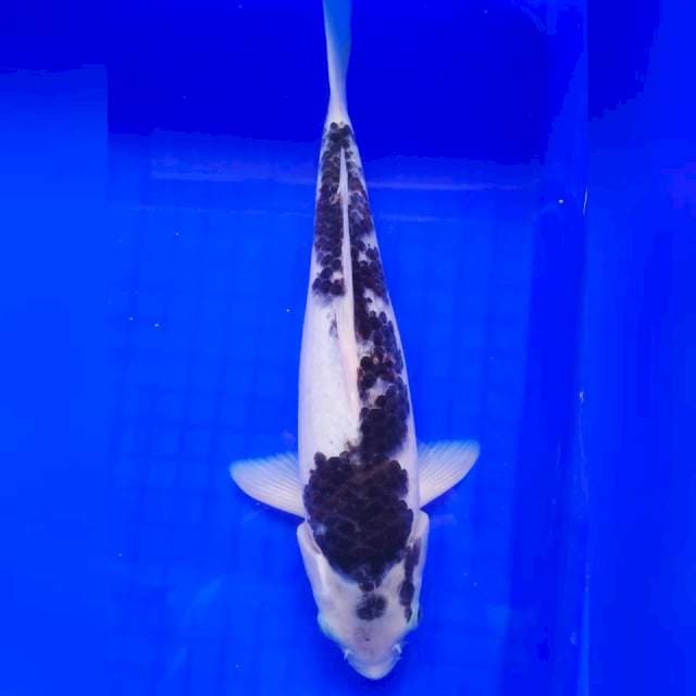 Budi Goromo 30cm