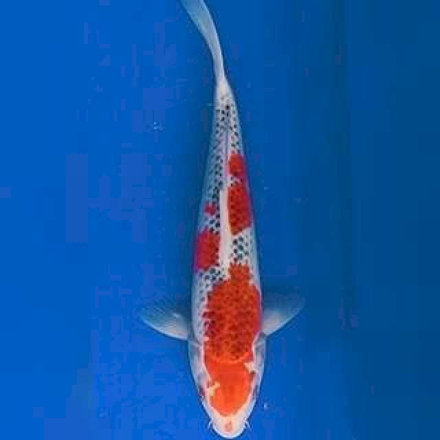 Goshiki Strong 28cm 