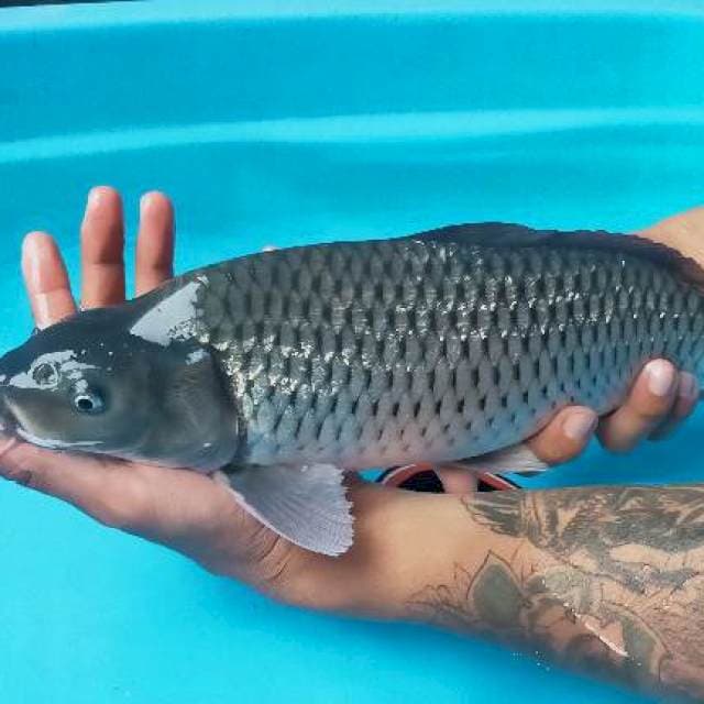 Soragoi female 40 cm