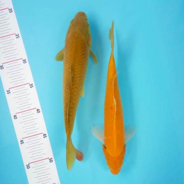 Karashi lemon 28cm +bonus midori 30cm