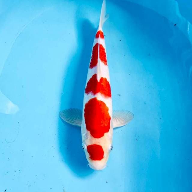 Kohaku, 30 cm