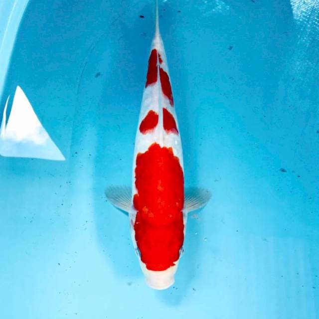 Kohaku Aragoke, 35 cm