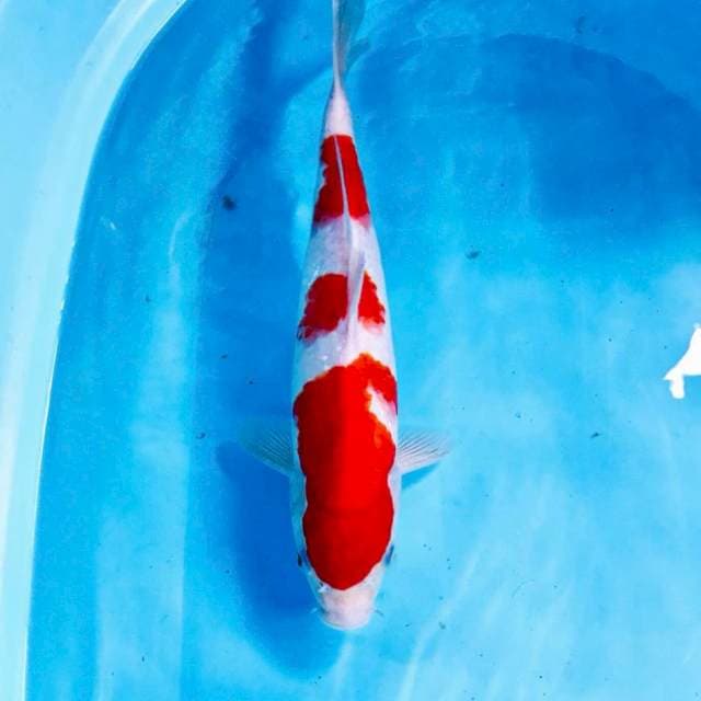 Kohaku, 36 cm