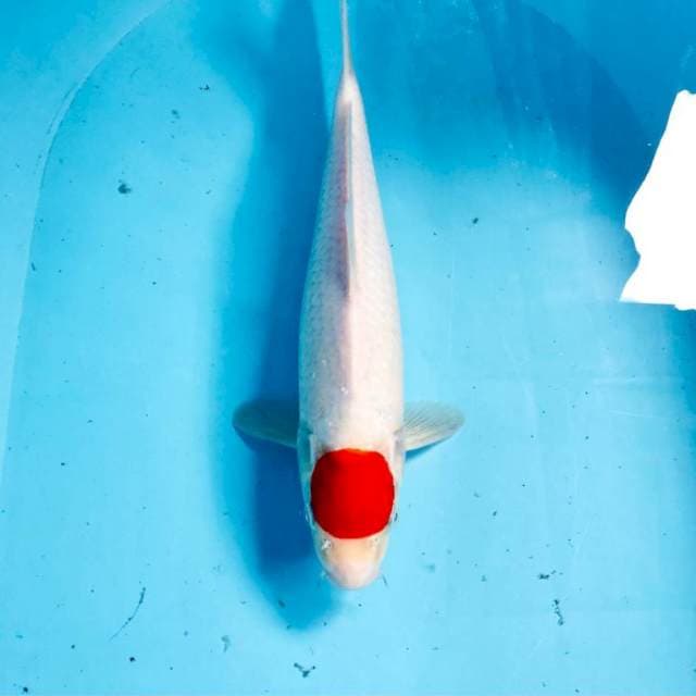 Tancho Kohaku, 34 cm