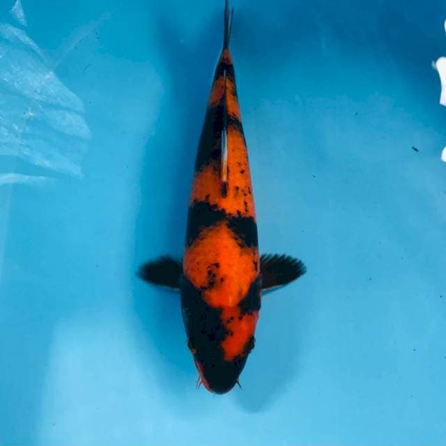 Hi Utsuri, 29 cm