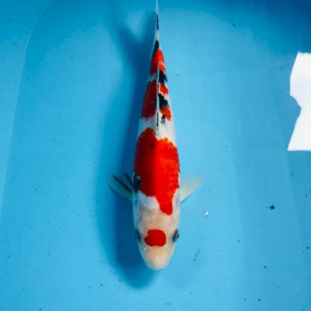 Sanke, 28 cm
