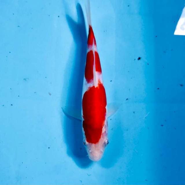 Kohaku Doitsu, 20 cm