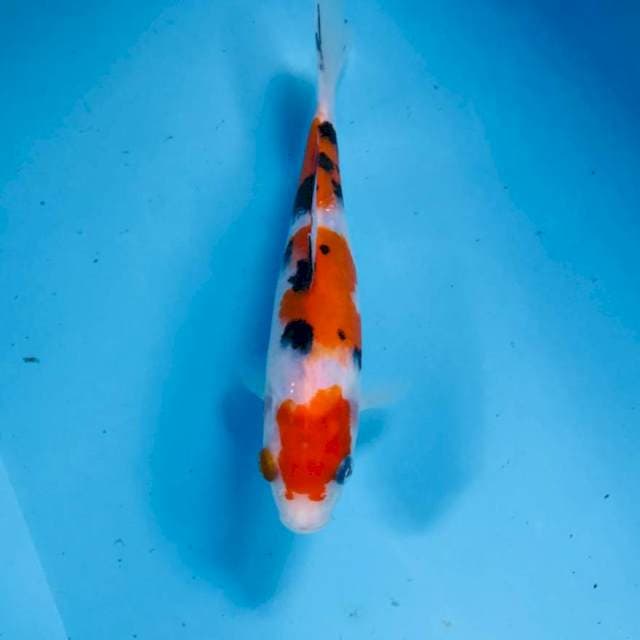 Sanke, 20 cm