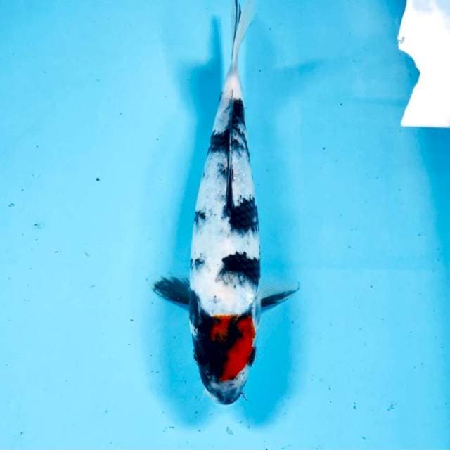 Tancho Showa, 25 cm