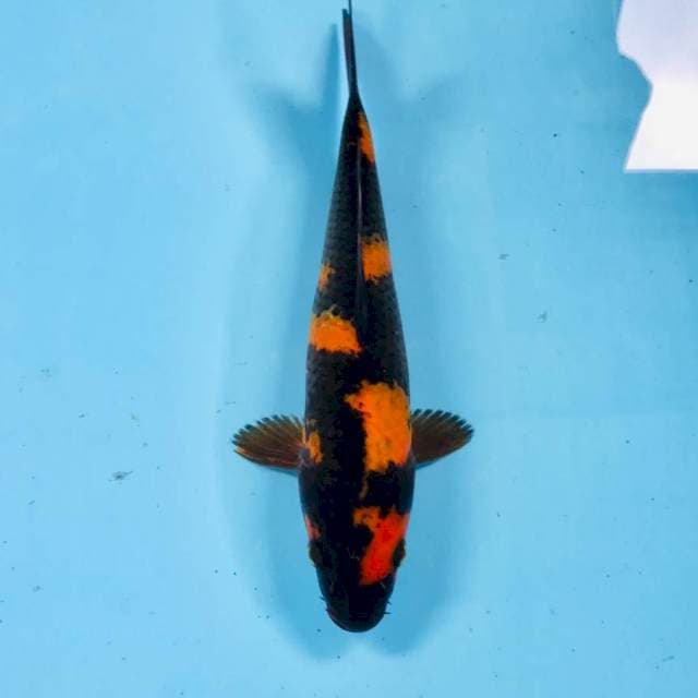 Hi Utsuri, 22 cm