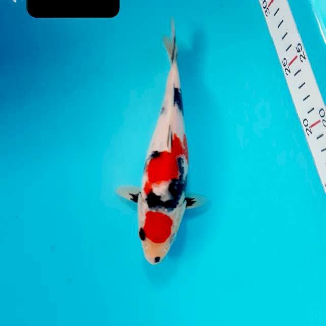 Shot body maruten 18 cm